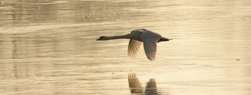 Gleitender Schwan