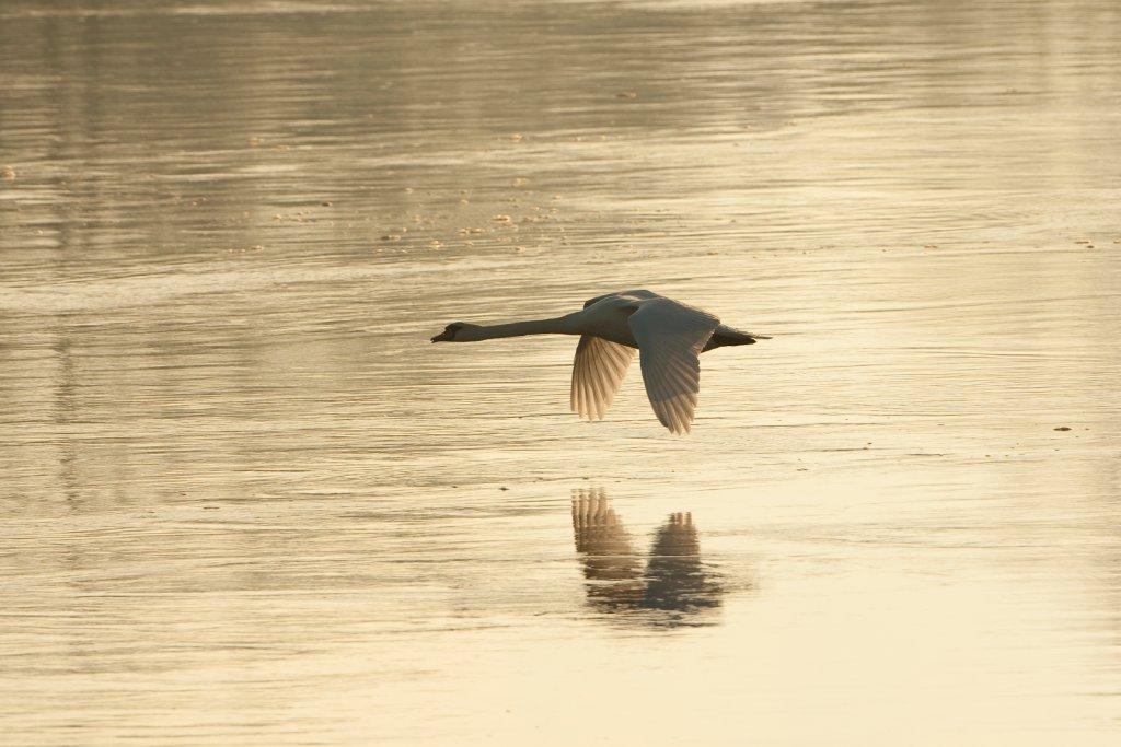 Gleitender Schwan