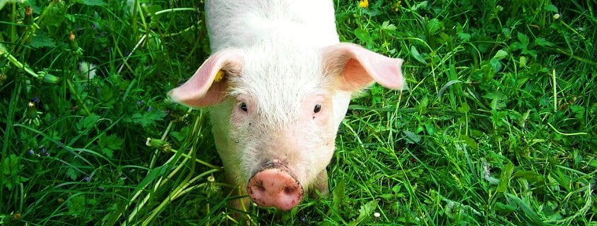 Schweinchen