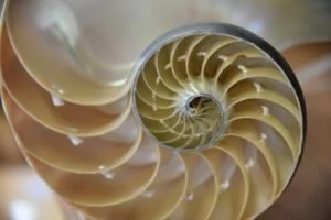 Muster eines Nautilus