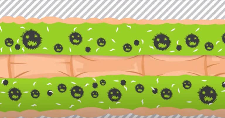 Der gefährliche Biofilm im Darm