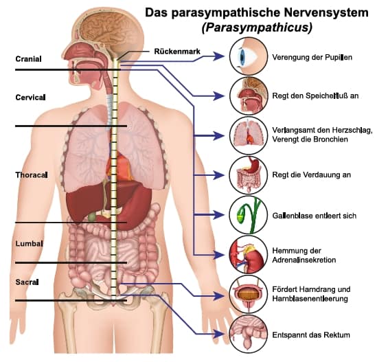Das parasympathische Nervensystem