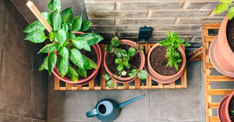 Urban Gardening