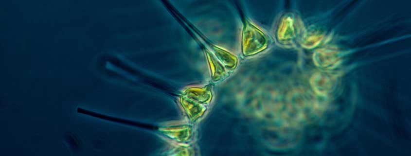 Was ist Phytoplankton und wie hilft es?