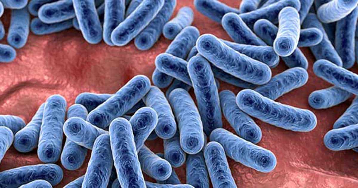 Schleimschicht im Darm