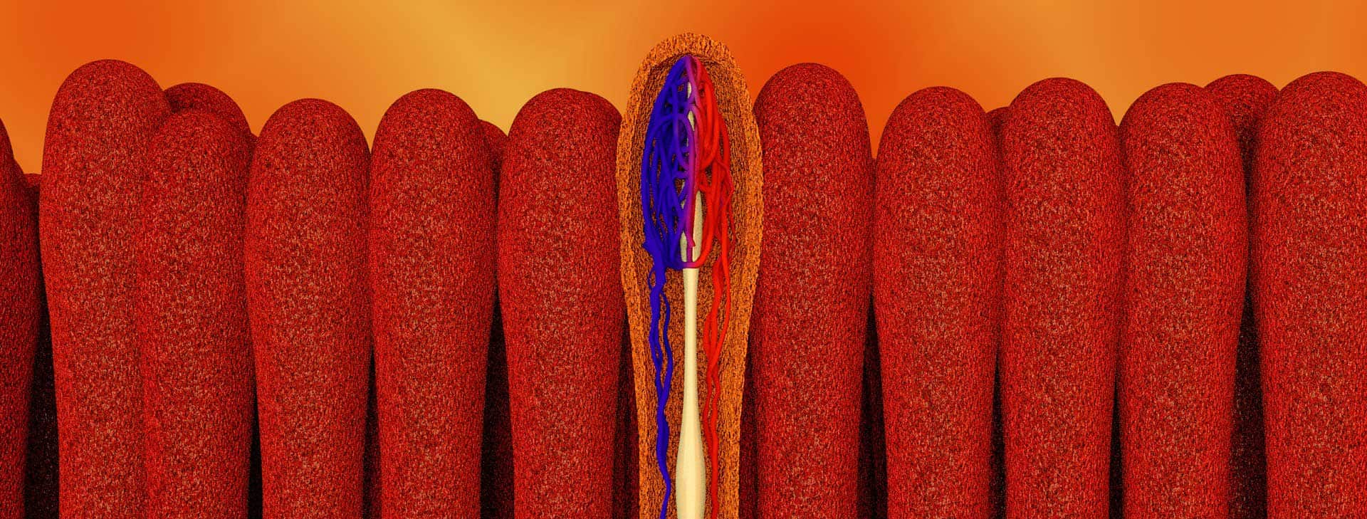 Die gesunde Darmwand – Wächter der Gesundheit