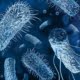 Die Rolle von Bakterien in unserem Körper