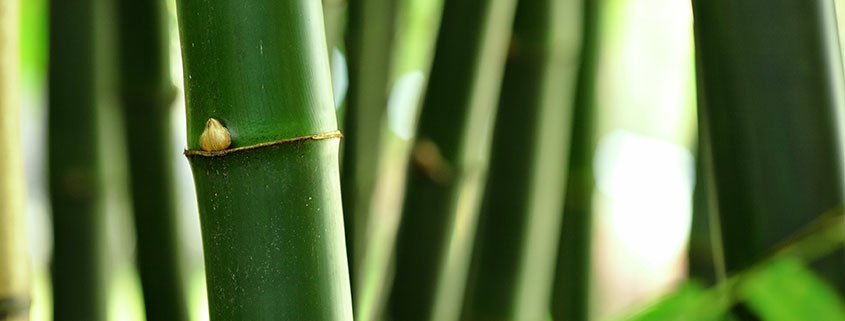 Warum Silizium das Leben so geschmeidig macht (Abbildung Bambus)