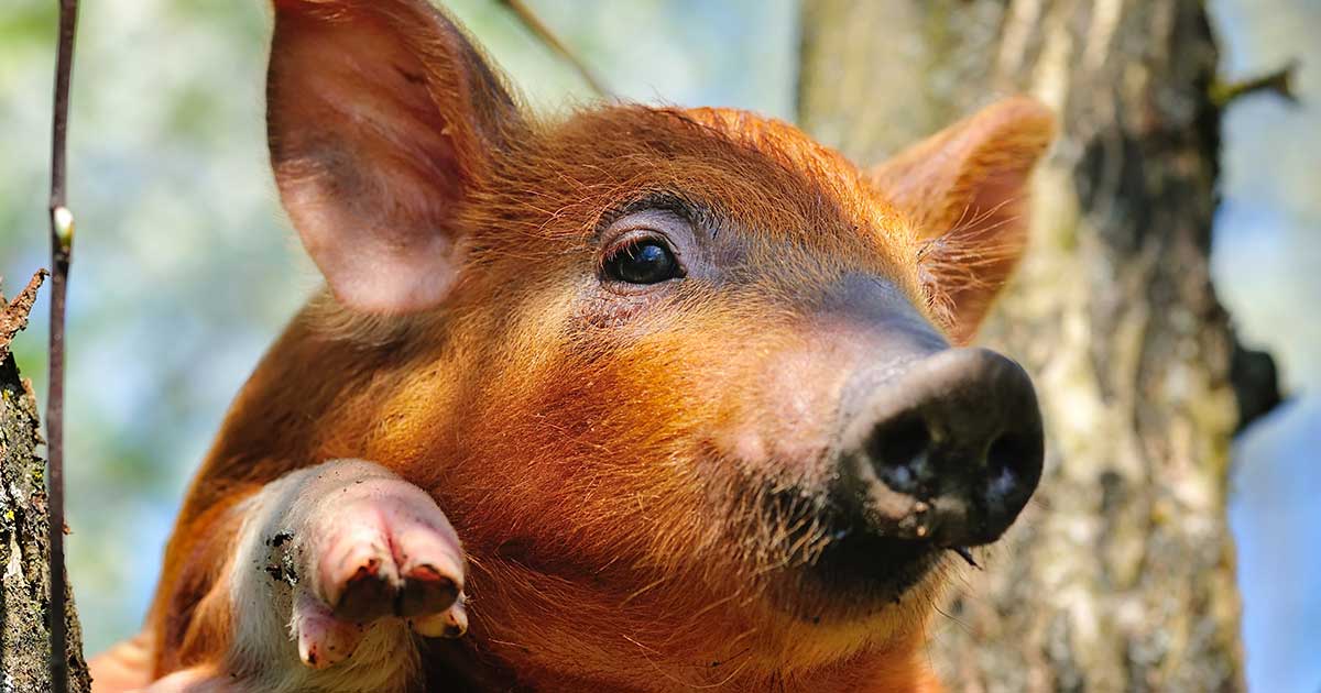 Staatliches Label für Tierhaltung für unsere Gesundheit