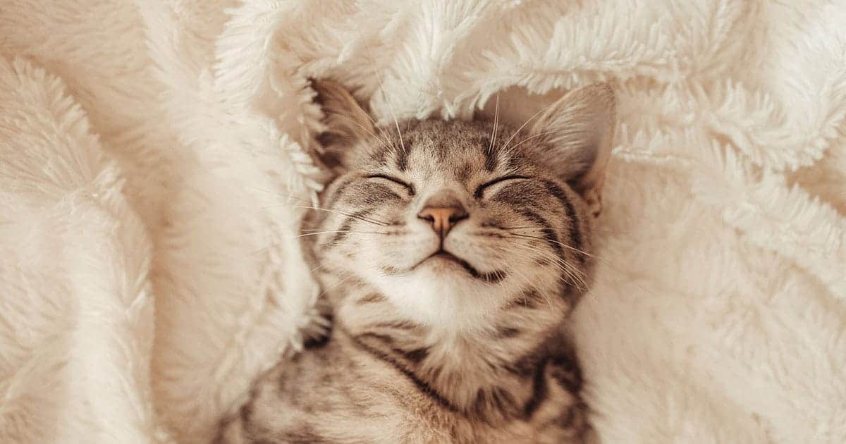 Innovative Technologie für das Wohlbefinden von Tieren