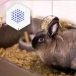 Lösungen für artgerechtes Wohlbefinden von Tieren durch Technik