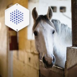 Tierpflege mit innovativen Lösungen zur Steigerung des Wohlbefindens