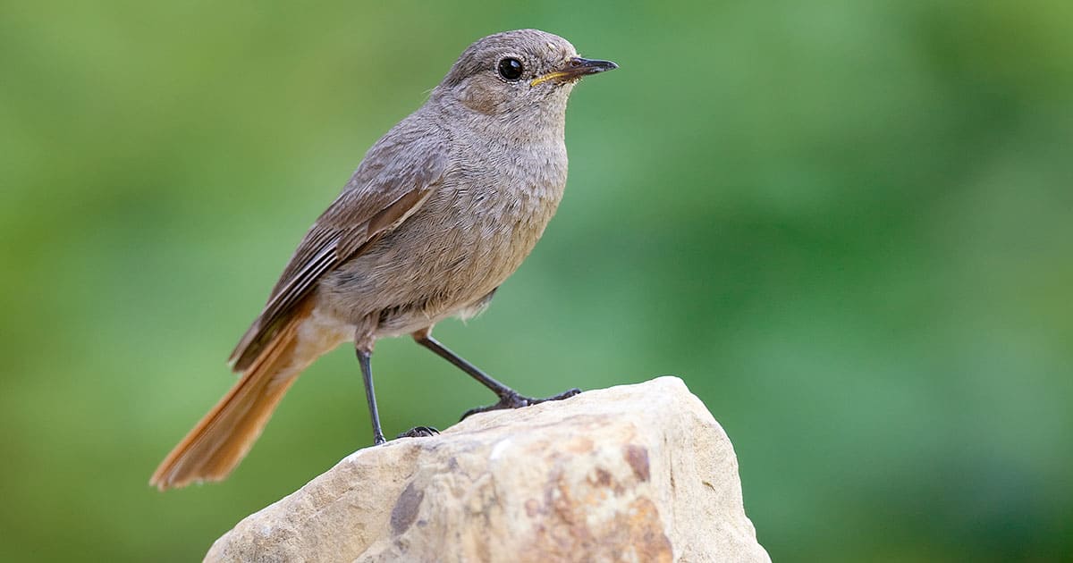 Der Hausrotschwanz ist der Vogel des Jahres 2025
